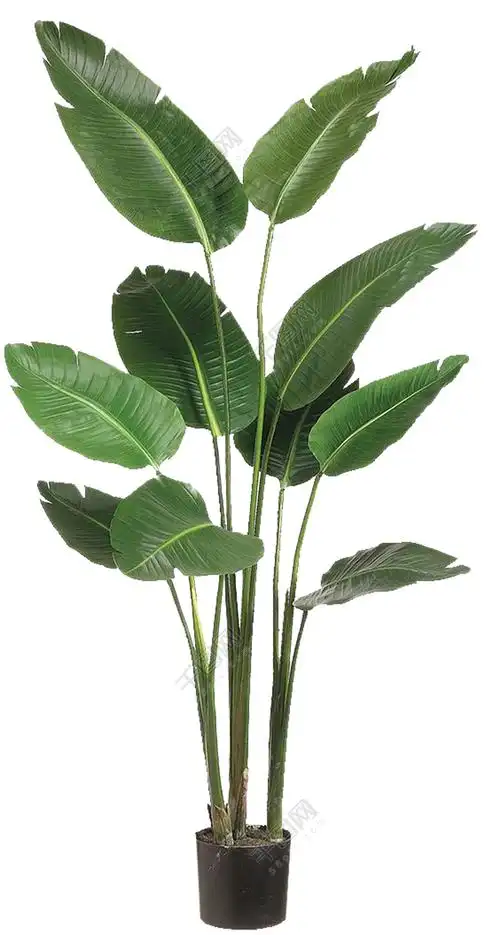 的产品实物图片素材免费下载,本次作品主题是绿植植物盆栽绿色植被