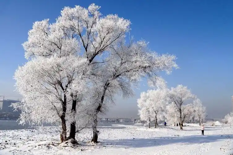 《东北雪景》 看得兴起,春节说不定就跑去看看.