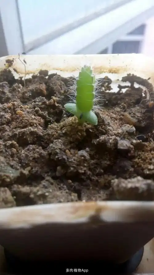 免费分享 广东东莞 2份 分享火龙果苗母本带13个仔仔