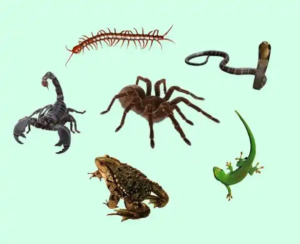 这五毒妖怪就是蛇,蜈蚣,蜘蛛,壁虎和蝎子