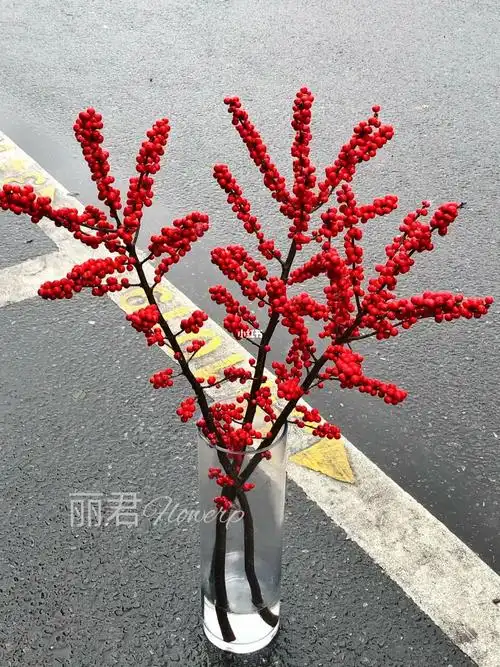 东莞常平花店元宵节的神北美冬青