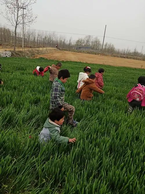 在广阔的田野尽情的玩耍嬉戏.