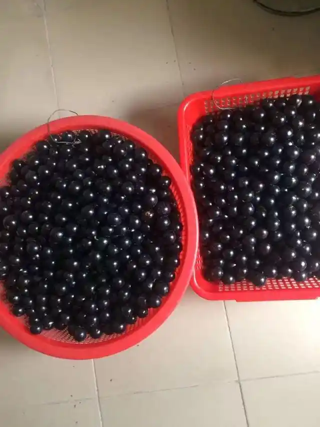 又名黑珍珠.嘉宝果树枝优美.树叶茂盛.