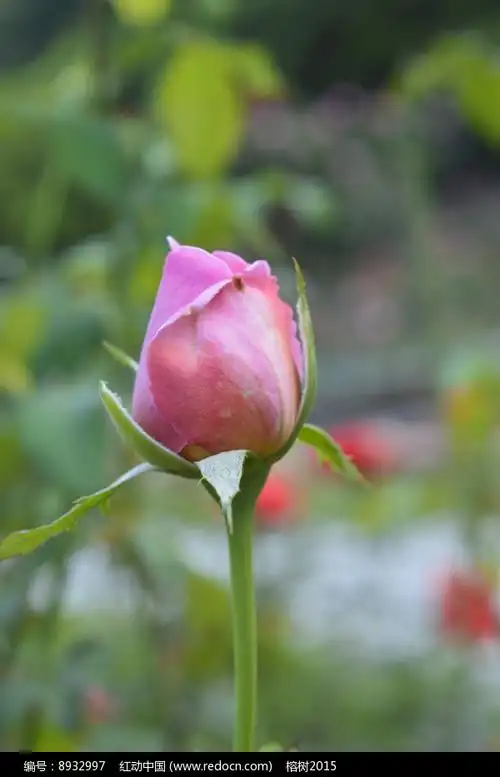 桃红色玫瑰花苞