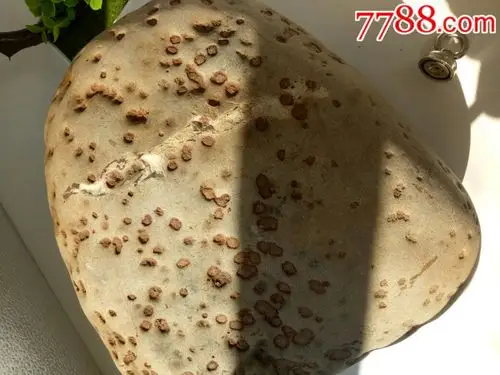 月亮白色陨石(无磁)