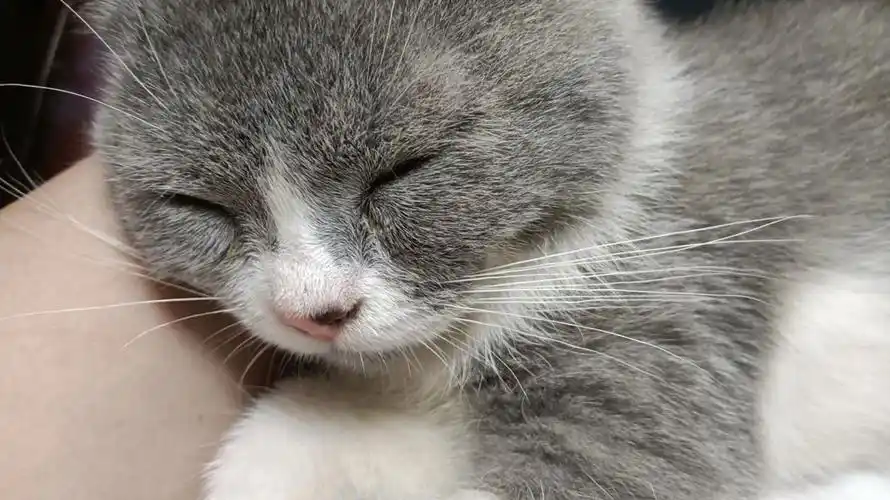 小猫咪英短蓝白