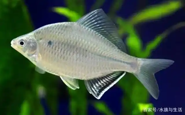 中国原生鱼中最常见的鳑鲏 但是想养好鳑鲏却很不容易