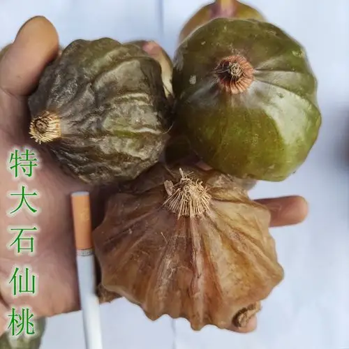 特大石仙桃滋补材新鲜石橄榄石猪心大叶石仙桃温补山子 特大石仙桃