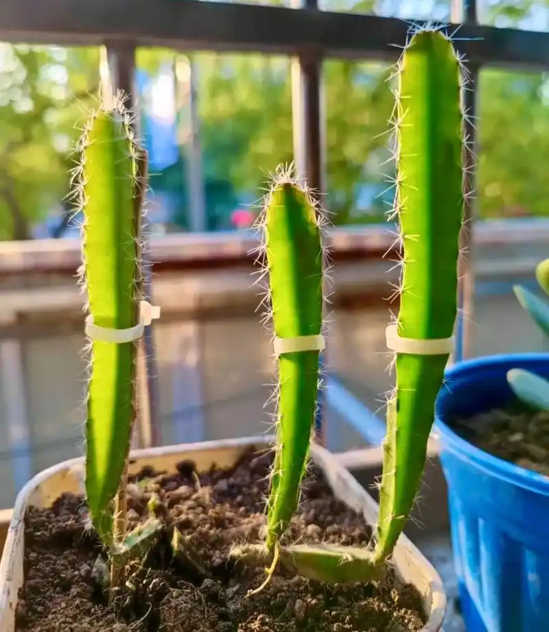 种子盆栽:养一盆火龙果苗,比多肉还好看