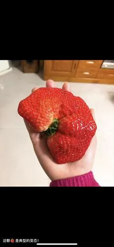 巨物大赛坠大的草莓