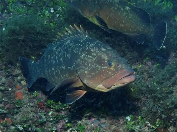 喜暖怕冷的黑石斑鱼图推荐