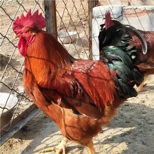 活体运输红玉鸡苗九斤红鸡苗价格九斤黄鸡苗养殖红玉鸡苗