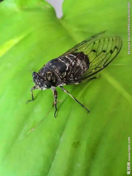 童年的小知了 词曲:向元林