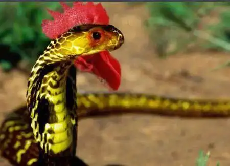 鸡冠蛇?