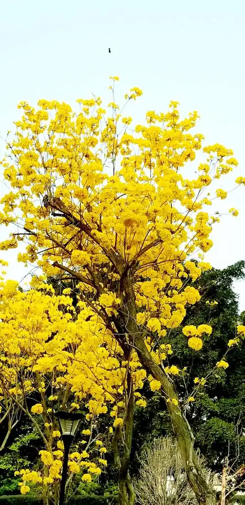 一树黄花醉人眼