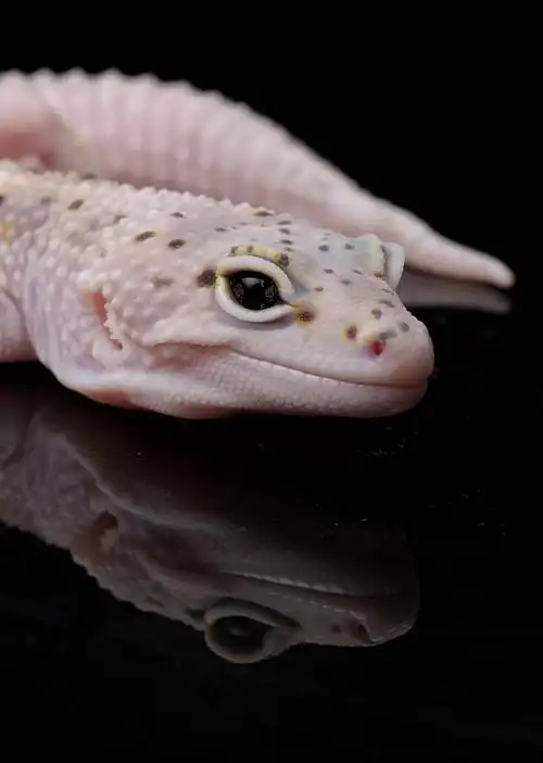 豹纹守宫_自养_写真