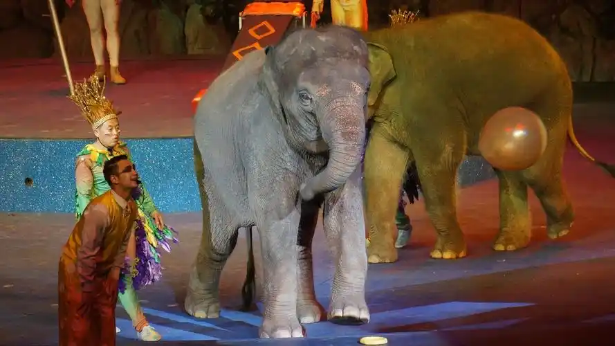 马戏团是如何训练大象的震惊