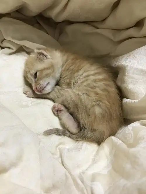 7周的小奶猫,萌萌的橘猫~求领养
