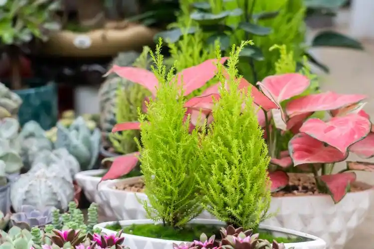 家里能不能养小香松