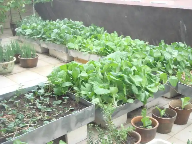 楼主,没想到你也和我一样在楼顶种菜哈.