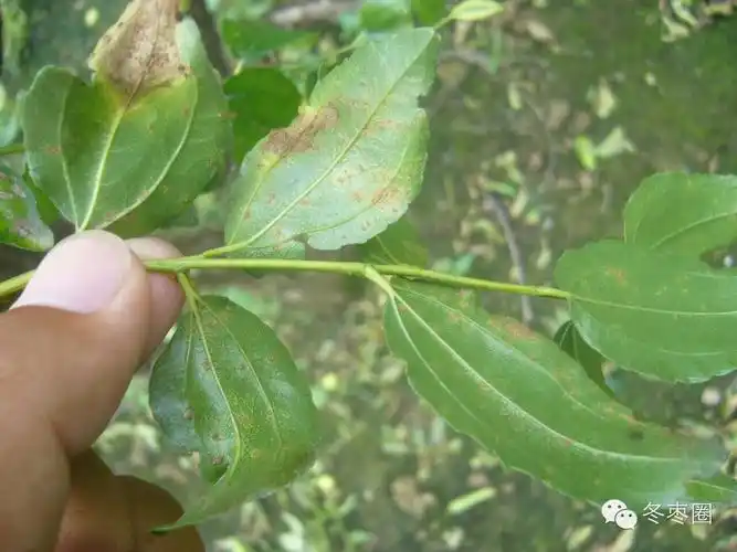 1, 锈病主要病虫害:锈病,炭疽病,轮纹病,青斑病,缩果病,绿盲蝽,红蜘蛛