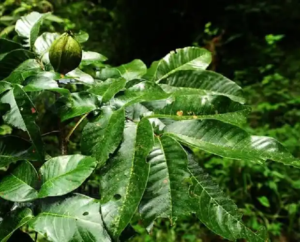 国家Ⅱ级珍稀濒危物种古老孑遗物种喙核桃