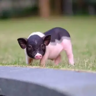 满柚春超可爱网红宠物活体泰国迷你纯种佩奇萌宠异宠小猪 公 小香猪