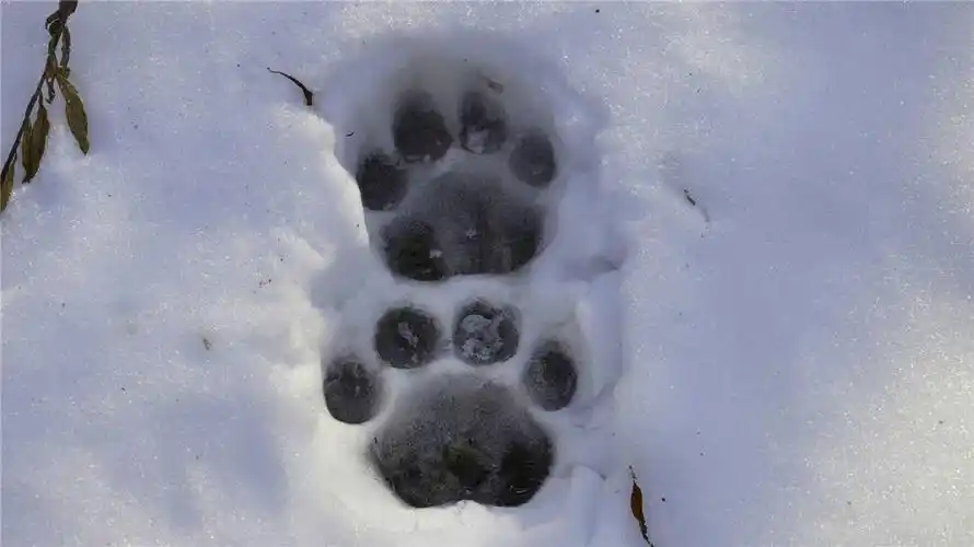 去乡间小径或河岸,看看你能发现什么?_足迹