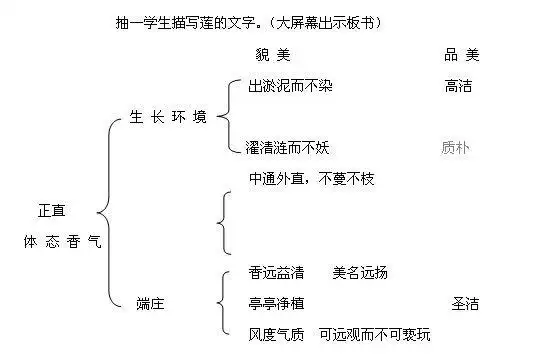 初一语文教案设计之短文两篇爱莲说