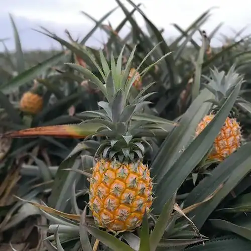 香甜小菠萝5斤新鲜水果泰国品种金钻小凤梨应季现摘现发一件代发
