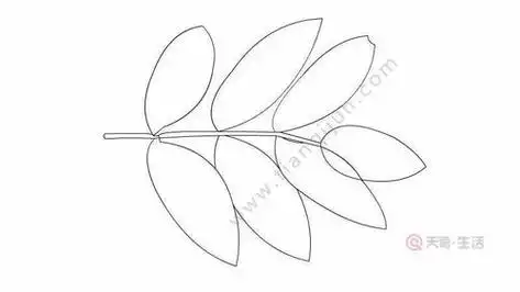 幼儿槐树叶简笔画