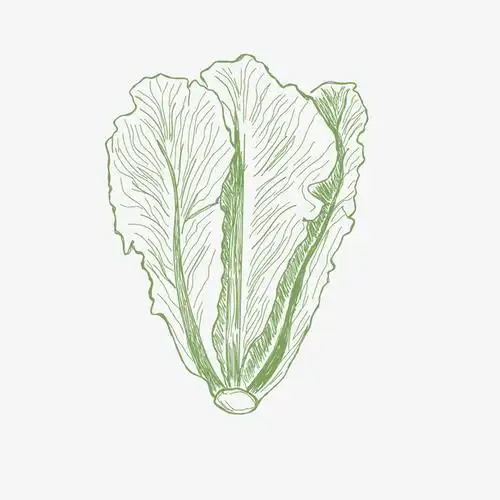 手绘青菜设计素材