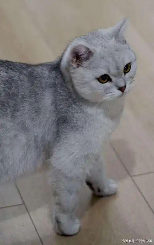 银渐层猫,又称银虎斑猫