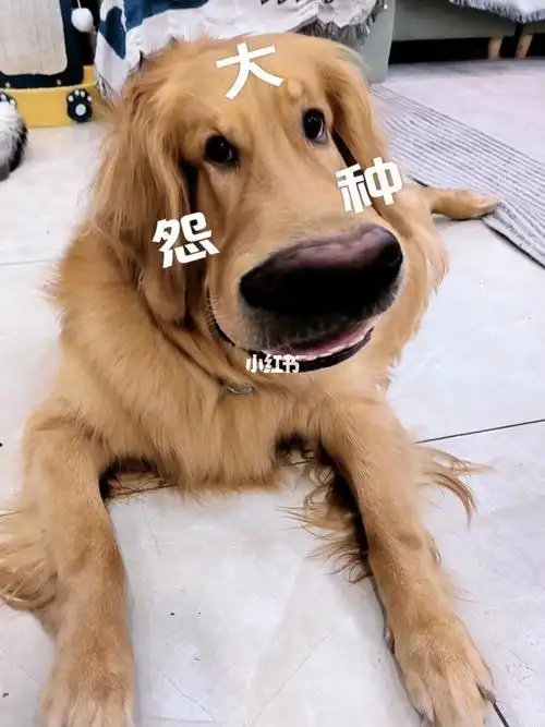 大黄狗大冤种这个特效太搞笑了