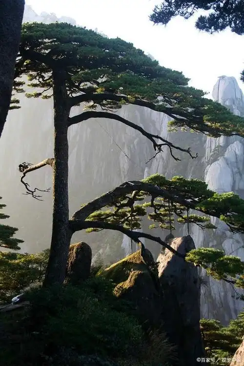 百年老松粗壮高