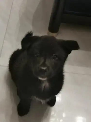 派出所小土狗的进化史