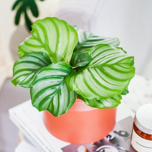 爱优优尚青苹果盆栽室内客厅办公室桌面绿植北欧绿植