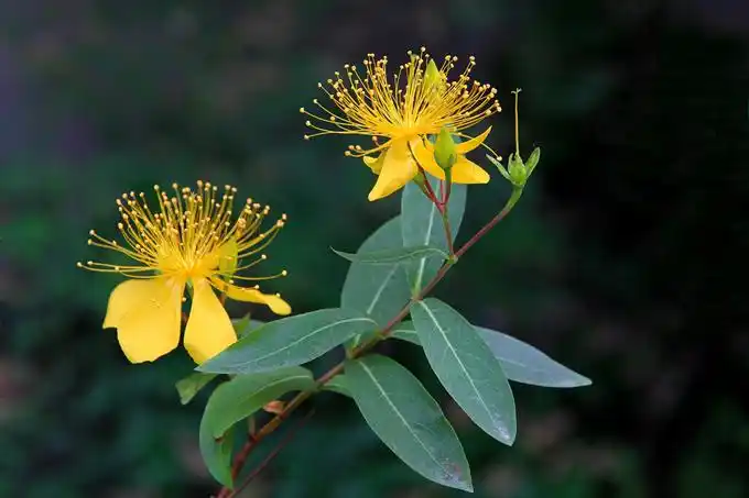 金丝桃的栽培技术以及繁殖方式,主要价值