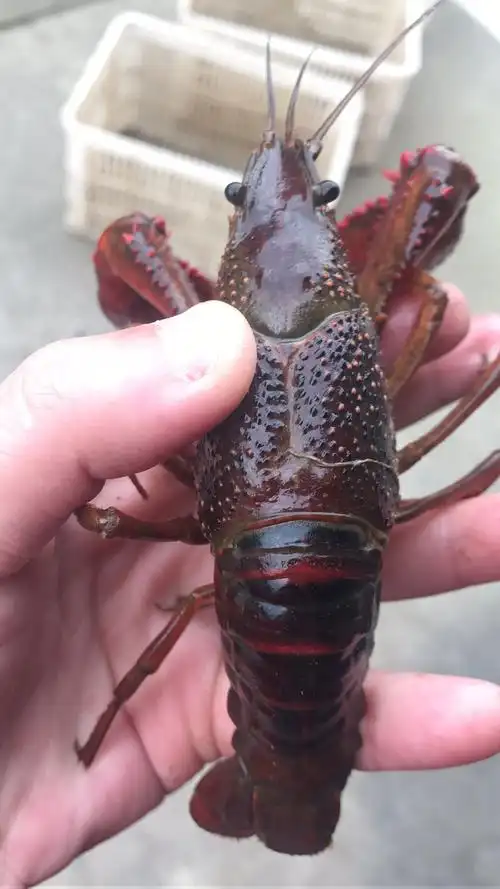 供应大厅  水产 小龙虾  商品属性 品种名:潜江小龙虾 品种名:潜江小