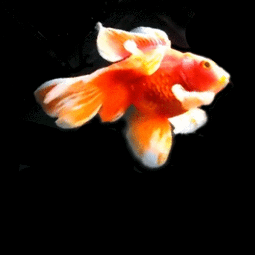 漂亮的金鱼gif表情