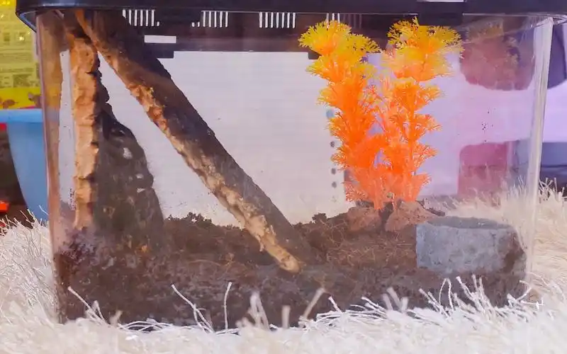 【zzer】金直间蜘蛛的简易造景