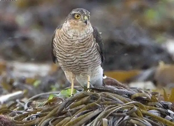 p>雀鹰(学名: i>accipiter nisus /i>)属小型 a target="_blank"