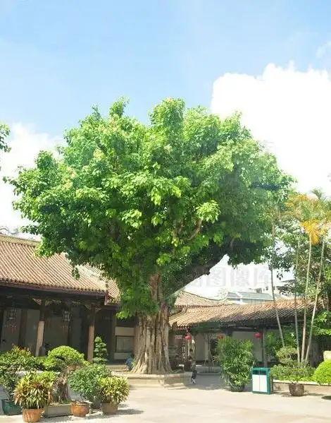 榕族榕属的大乔木植物确认为佛祖悟道时的栖身之树,并命名为"菩提树"