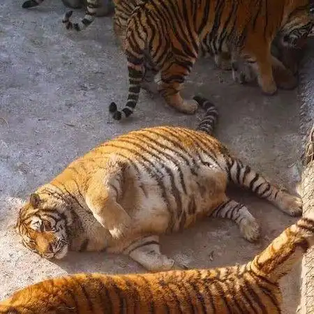 年前和年后对比搞笑图老虎