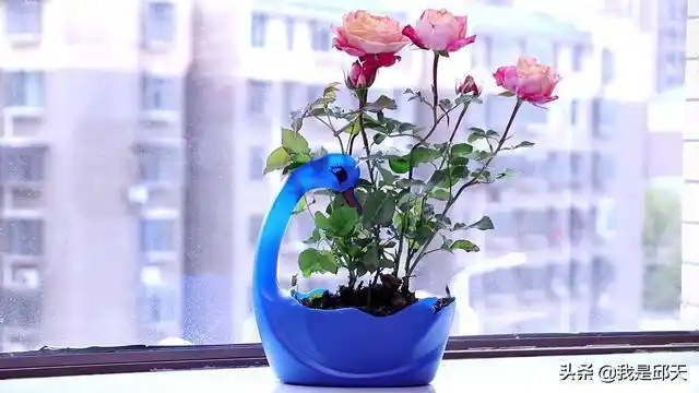 家里空置的"洗衣液瓶",用剪刀剪一剪,改造成漂亮的手工花盆|记号笔