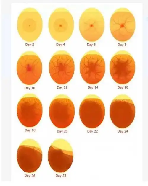 易萌柯尔鸭活物纯种鸭苗宠物鸭子柯尔鸭幼崽受精蛋可孵化小黄鸭柯尔鸭