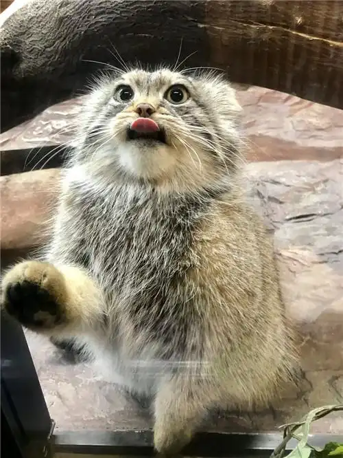 呆萌兔狲唯独爱跟小姐姐深情对视这画面简直苏死人啊