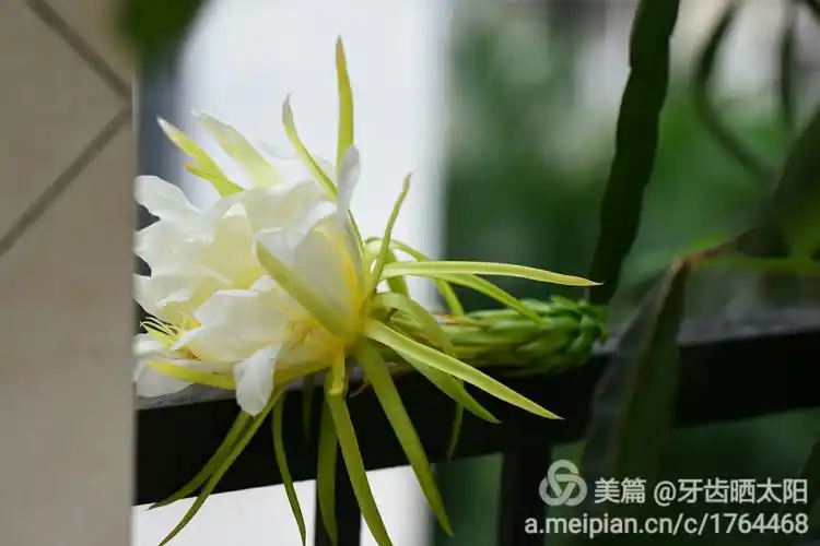 兴趣 昙花一现之霸王花 写美篇这霸王花真的像昙花一现,只不过昙花是