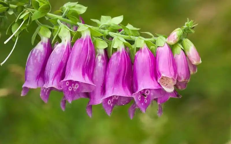 毛地黄图片高清电脑桌面壁纸