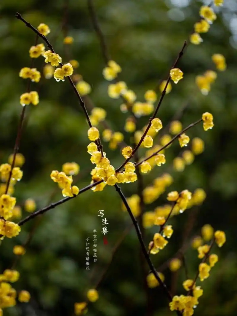 素心梅|腊梅|立春 举世但知梅蕊白, 不知还有蜡梅花.